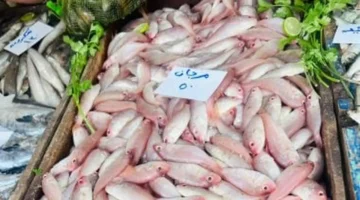 تحديثات الأسعار.. تراجع ملحوظ في تكلفة شراء الأسماك بأسواق كفر الشيخ الجمعة